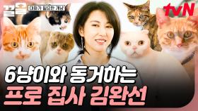 한두 마리도 아닌 총 여섯 마리😲 조용할 날 없는 김완선과 고양이들의 일상✨ | 대화가필요한개냥