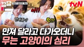 알다가도 모르겠는 고양이의 심리😂 다가온 고양이 만져줬다가 물린 김완선💦 | 대화가필요한개냥