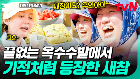 끝이 보이지 않은 옥수수 지옥💦 고생 중 반가운 새참 소식에 격하게 반기는 은진&준면ㅋㅋ | 언니네산지직송