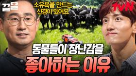 움직이는 장난감 자동차에 환장하는 소들?! 동물들이 장난감에 흥미를 가지는 이유❗ | 어쩌다어른