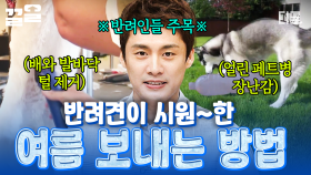 계속되는 무더위에 지쳐있는 반려견들🐶 강아지와 함께 시원한 여름 보내는 법❗ | 프리한19