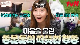 동물들이 왜 이리 따수워ㅠㅠ😭 마음에 깊은 울림을 주는 동물들의 감동적인 행동들 | 프리한19