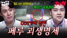 CCTV에 정체 모를 괴생명체가 포착되었다?! 목격담도 속출하는 페루 괴생명체 미스터리 | 프리한19