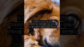 마취도 없이 유기견 37마리 불법 안락사, 밀양시장 공식 사과