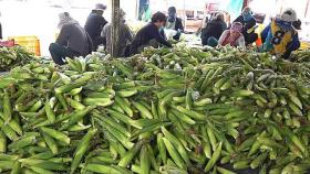 가마솥 옥수수 5,000 Corn Sold Out Everyday! Mass Production Process of Boiled Corn - Korean street food