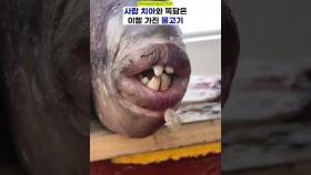 사람 치아 가진 물고기 정체