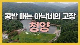 South Korea, cheongyang Travel Guide I 충남 청양 여행코스 가볼 만한 곳 I 국내 1박 2일 여행지