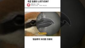 산을 오르다 죽은 동물이 나무에 걸려있다면? | 일요시사