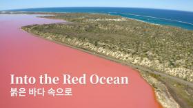독소 퍼진 캘리포니아 해변…바다사자들, 사람 공격했다 [창간기획-붉은 바다]
