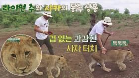 [선공개] '인간 사자' 추성훈, 과감한 터치로 야생 사자 기선 제압♨