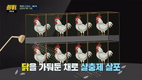 심각한 학대를 받는 가축들(!) 닭의 날갯짓을 허하라~