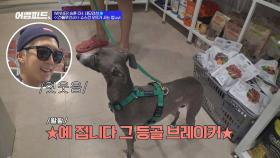 오뜨 아범 이승훈의 애견용품 폭풍 쇼핑 #등골브레이커