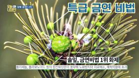 천연 금연 보조제 '솔잎'으로 3일 만에 금연 성공↗