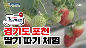 [국내]외국인도 인정한 흥미로운 '딸기 따기 체험'