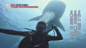 지구상에서 가장 큰 어류 '고래상어'와 인생 샷 건진 안정환