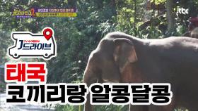 [태국]코끼리랑 산책하면 얼마나 재밌게요?(너 참 귀엽다)
