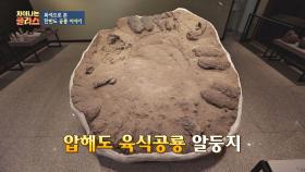 목포 압해도에서 발견된 '대형 육식공룡알 둥지'