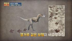 공룡의 발자국 화석으로 확인 한 '캥거루 보행'