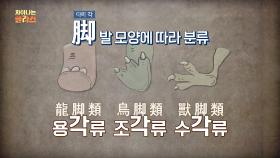 (궁금) 발자국 모양으로 공룡의 종류를 알 수 있을까?