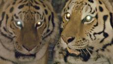 활동 범위 내 모든 곳에 체취를 남겨 존재를 알리는 '호랑이'｜JTBC 201230 방송