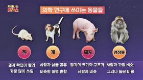 의학 연구🔬에 쓰이는 실험동물의 기준과 종류 | JTBC 201123 방송