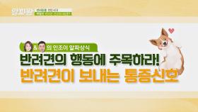 ※애견인들 주목※ 반려견이 보내는 통증 신호 | JTBC 201119 방송
