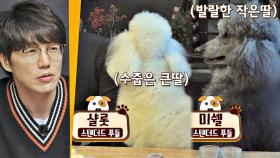 극과 극 매력의 🐕두 푸들🐕과 교감하는 성시경 ㅋㅋ｜JTBC 210106 방송