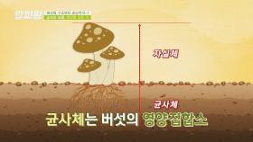 다양한 버섯 영양 집합소 '복합 버섯 균사체'🍄 | JTBC 210422 방송