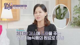 나잇살 잡는 시서스, 섭취 시 다이어트에 효과적☆ | JTBC 210507 방송