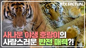 사나운 야생 호랑이의 사랑스러운💓 반전 매력 | JTBC 210522 방송