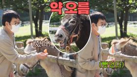 🥕줬다 뺐었다🥕 당나귀에게도 까부는 양라긔⭐ | JTBC 210613 방송