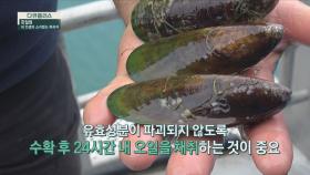 무릎 관절의 건강을 지켜주는 '초록입홍합오일' | JTBC 210704 방송