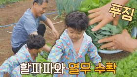 쉬지 않는 농부 하민 ٩(ˊᗜˋ*)و 야무지게 열무 수확👨🏻‍🌾 | JTBC 210820 방송