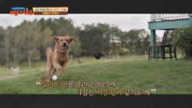 독특한 1견칭 강아지 시점👀 개의 생각을 알려주는 듯한 연출 | JTBC 210822 방송