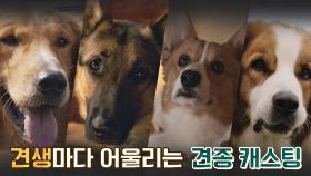네 마리의 강아지 = 견생마다 어울리는 강아지 캐스팅-★ | JTBC 210822 방송