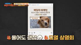 울어도 괜찮🐶ㅠ_ㅠ 눈물샘 폭발하는 영화 〈베일리 어게인〉 | JTBC 210822 방송