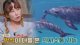 돌고래🐬는 서로 의사소통을 하고 문화와 집단을 형성 | JTBC 210822 방송