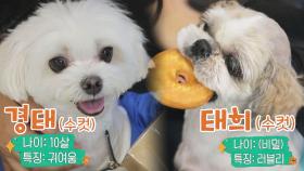 작고 소중....❤️ 홍현희보다 더 유명한(*^▽^*) 셀럽 강아지 경태x태희 | JTBC 210826 방송