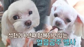 홍석천과 6년째 함께하고 있는 도도한 얼음공주♥ 엘사 | JTBC 210909 방송