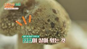 인편=신선함의 상징, 싱싱한 표고버섯 고르는 꿀Tip. | JTBC 211012 방송