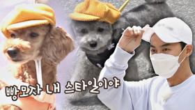 캡 모자 쓰고 온 전진 대신(?) 빵모자 소화하는 댕댕이들🐶 ㅋㅋㅋ | JTBC 211018 방송