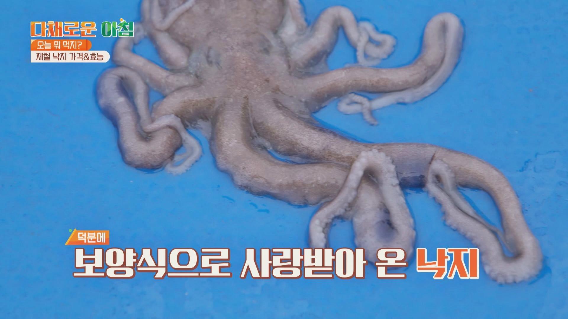 피로회복에 좋은 보양식 낙지