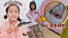 반려 도마뱀에게 직접 생 귀뚜라미 먹여주는 서윤(=파충류 소녀❤) | JTBC 211103 방송