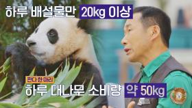 귀여운 판다(=대나무를 먹는 자)의 놀라운 하루 식사량과 배설물🐼 | JTBC 220121 방송