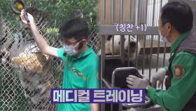 스트레스 받을 동물들을 위한 '놀이'같은 메디컬 트레이닝 | JTBC 220121 방송