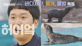 ((생생)) 해양 동물 아빠가 알려주는 바다사자-물개-물범의 특징 | JTBC 220121 방송