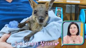 귀여워(ღ•͈ᴗ•͈ღ) 호주의 야생 동물 병원에 입원 중인 아기 왈라비 | JTBC 220323 방송