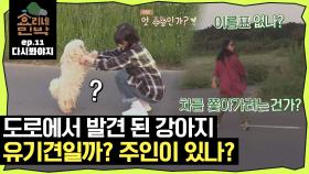 [EP.11] 길 한복판에서 만난 유기견? 주인이 있는 강아지인가? 주인 찾아주는 이효리｜JTBC 170903 방송