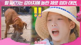 ♨핫클립♨ ＂뭘 쌀거야? 불안해?＂ 마당에 시원하게 배변활동하는 강아지에 놀란 소녀시대｜JTBC 220712 방송