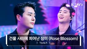 [최초공개] Young K (DAY6) - 건물 사이에 피어난 장미 (Rose Blossom) (원곡 : H1-KEY) l @JTBC K-909 230513 방송